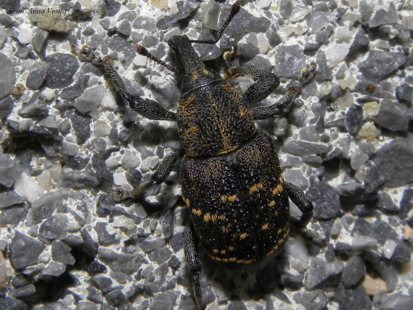 Hylobius abietis (Curculionidae) - Monte Saccarello (IM)